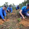 Thanh niên Thông tấn xã Việt Nam trồng cây tại Hòa Bình. (Ảnh: Tuấn Đức/TTXVN)