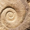 ​Các nhà khoa học đã khai quật được hóa thạch của loài ốc lanh được cho là lâu đời nhất thế giới. (Nguồn: Phys)
