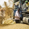 Nông dân tách vỏ trấu khỏi hạt gạo ở Amritsar, Ấn Độ. (Nguồn: AFP/TTXVN)