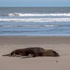 Một sư tử biển chết vì cúm gia cầm trên bãi biển ở Mar del Plata, tỉnh Buenos Aires, Argentina ngày 28/8/2023. (Ảnh: AFP/TTXVN)