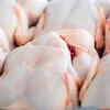 ​Thịt gà nhiều khả năng là nguồn gây bùng phát đợt nhiễm khuẩn salmonella ở 11 quốc gia trong khu vực. (Nguồn: Foodnavigator)