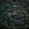 Rừng nhiệt đới Amazon tại bang Amazonas, Brazil. (Ảnh: AFP/TTXVN)