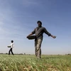Nông dân rắc phân bón trên cánh đồng lúa mỳ ở Ấn Độ. (Nguồn: Reuters)