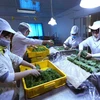 Công ty Cổ phần May Hồ Gươm đầu tư trồng tía tô xanh lấy lá xuất khẩu sang thị trường Nhật Bản. (Ảnh: Vũ Sinh/TTXVN)