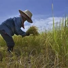 Nông dân gặt lúa trên cánh đồng tại tỉnh Ayutthaya, Thái Lan. (Ảnh: AFP/TTXVN)
