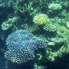 Khoảng 1/6 các loài san hô biển sâu được biết đến trên thế giới được tìm thấy tại các vùng biển ở New Zealand. (Nguồn: AFP/TTXVN)