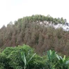 Rừng bạch đàn ở xóm Ba Quà, xã Văn Hán, huyện Đồng Hỷ bị khô lá trên điện rộng. (Ảnh: Hoàng Nguyên/TTXVN)