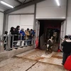 Đàn bò cao sản thuần chủng tại Trang trại mới của TH RUS ở tỉnh Kaluga, Liên bang Nga. (Ảnh: Quang Vinh/TTXVN)