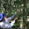 Ông Lương Quốc Minh, Phó Giám đốc Vườn Quốc gia Bidoup-Núi Bà giới thiệu một cây thông 2 lá non chỉ sống được ở Cổng Trời. (Ảnh: Chu Quốc Hùng/TTXVN)