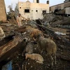 Những ngôi nhà bị phá hủy sau cuộc không kích của Israel xuống thành phố Khan Younis ở Dải Gaza, ngày 23/10/2023. (Ảnh: THX/TTXVN)