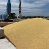 Ngũ cốc chờ được vận chuyển tại cảng biển Izmail, vùng Odesa, Ukraine ngày 22/7/2023. (Ảnh: AFP/TTXVN)