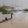 Mùa cá ra sông ở Đồng Tháp, người dân thêm thu nhập