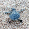 Thả rùa con quý hiếm về biển