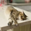 Rất nhiều người nuôi mèo ở Singapore không biết đến sự tồn tại của lệnh cấm đã tồn tại 34 năm. (Nguồn: Vietnam+)