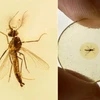 Hình ảnh do Viện Địa chất và Cổ sinh vật học Nam Kinh thuộc Viện Khoa học Trung Quốc cung cấp cho thấy mẫu hóa thạch của một con muỗi đực cổ đại. (Ảnh: THX/TTXVN)