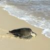 Thả rùa biển quý hiếm về đại dương