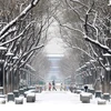 Tuyết rơi dày đặc tại Bắc Kinh, Trung Quốc, ngày 11/12/2023. (Ảnh: THX/TTXVN)
