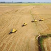 Xe trâu kéo lúa nối đuôi nhau di chuyển trên cánh đồng ở xã biên giới Thường Phước 1, huyện Hồng Ngự, Đồng Tháp. (Ảnh: Nhựt An/TTXVN)