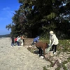 Người dân tham gia dọn sạch bãi biển trên đảo Cô Tô. (Ảnh: TTXVN phát)