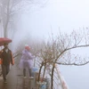 Những cành hoa đào bên bờ hồ Tây trong sương mù sáng 2/2. (Ảnh: Lâm Khánh/TTXVN)