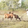 Ông Y Chít Niê tại buôn Jang Lành đã thoát được nghèo nhờ được Ủy ban Nhân dân xã Krông Na hỗ trợ 2 con bò giống để phát triển kinh tế. (Ảnh: Nguyên Dung/TTXVN)