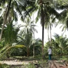 Tham gia liên kết với doanh nghiệp chế biến, nông dân trồng dừa ở Bến Tre có thu nhập ổn định. (Ảnh: Xuân Anh/TTXVN)