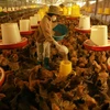 Một trang trại gà ở Bắc Ninh. (Ảnh: Vũ Sinh/TTXVN)