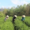 Nông dân thu hoạch chè tại Cao Bằng. (Ảnh: Chu Hiệu/TTXVN)