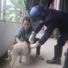 Cơ quan chuyên môn huyện Đầm Hà tiêm vaccine phòng dại cho chó mèo. (Ảnh: TTXVN phát)