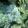 Rạn san hô Great Barrier tại khu vực ngoài khơi bang Queensland, Australia. (Ảnh: AFP/TTXVN)