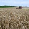 Nông dân thu hoạch lúa mỳ trên cánh đồng gần Kivshovata, vùng Kiev, Ukraine. (Ảnh: AFP/TTXVN)