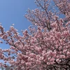 Tokyo tưng bừng đón mùa hoa anh đào