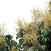 Đến thời điểm này, tỷ lệ cây ra hoa đạt khoảng 70% diện tích trồng nhãn ở Hưng Yên. (Ảnh: Đinh Văn Nhiều/TTXVN)