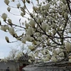 Hàn Quốc mùa hoa mộc lan đẹp say đắm lòng người
