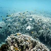 Đợt tẩy trắng san hô lớn thứ 2 trong thập kỷ