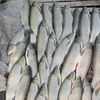 Hiện tình trạng cá chết hàng loạt gây thiệt hại lớn cho người nuôi cá lồng. (Ảnh: TTXVN phát)