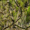 Cánh đồng lúa của người dân xã Bông Krang, huyện Lắk (Đắk Lắk), có nguy cơ mất trắng vì hạn hán. (Ảnh: Tuấn Anh/TTXVN)