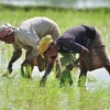 Nông dân trồng lúa trên cánh đồng tại Nagaon, bang Assam, Ấn Độ. (Ảnh: THX/TTXVN)