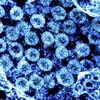 Virus SARS-CoV-2. (Ảnh: AFP/TTXVN)