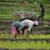 Nông dân trồng lúa trên cánh đồng ở Nagaon, bang Assam, Ấn Độ, ngày 14/7/2024. Ảnh: THX/TTXVN