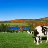 Một trang trại ở Vermont, Mỹ. (Ảnh: Getty Images/TTXVN)