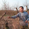 Đào Tết ở Nhật Tân: Bắt đầu tháng cả làng "bồng bế" nhau ra vườn