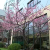 [Photo] Ngắm hoa anh đào Nhật Bản nở giữa lòng Hà Nội 