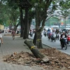 [Photo] Hàng chục cây xanh bị đốn hạ, Hà Nội trở thành đại công trường
