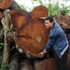 [Photo] Cận cảnh kho gỗ khổng lồ của Thủ đô sau khi bị đốn hạ 
