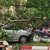 Chiếc xe ôtô "hạ gục" hoàn toàn cây phượng trên đường Trần Đăng Ninh. (Ảnh: PV/Vietnam+)