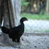 Loại gà này có tên gọi Ayam Cemani cực kỳ quý hiếm và đắt đỏ. Chúng có nguồn gốc từ đảo Java – Indonesia, người dân địa phương coi giống gà này như một biểu tượng của sự may mắn. (Ảnh: Minh Sơn/Vietnam+)