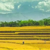 Thời điểm này, những người nông dân tại huyện Bình Liêu đã bắt đầu gặt lúa. (Ảnh: Minh Sơn/Vietnam+)