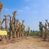 Toàn bộ cây bên đường Kim Mã đều sống sót khi chuyển về vườn ươm. (Ảnh: Minh Sơn/Vietnam+)