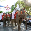 Những chú voi Tây Nguyên cùng với gần 1000 nghệ sỹ đã tham gia diễu hành lễ hội đường phố lần thứ 6 và Liên hoan văn hóa cồng chiêng năm 2017 tại thành phố Buôn Ma Thuột (Đắk Lắk) vào chiều 10/3. (Ảnh: Minh Sơn/Vietnam+)